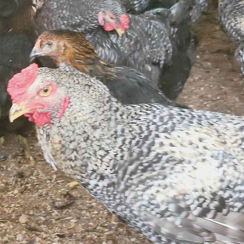 軍鶏の育成に情熱を注ぐ江川さん | 横浜・フレンチ「エリゼ光」 六川 光 シェフのひとり語り | 飲食業界情報コラム グルメキャリー 飲食業界 ...