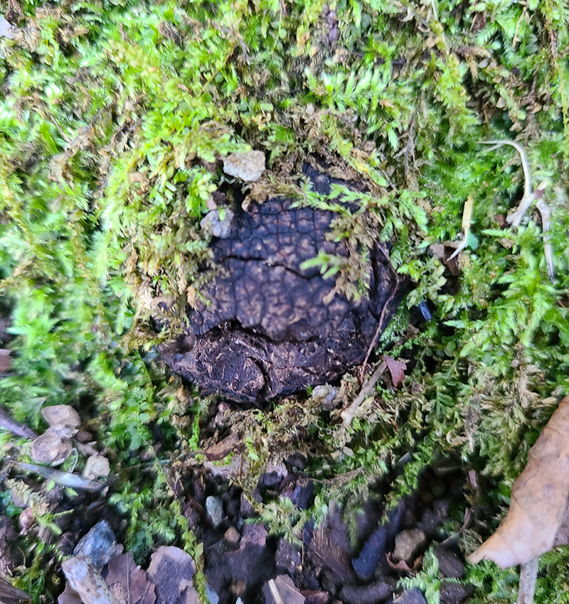 国産　黒トリュフ 黒いダイヤモンド、国産トリュフの収穫 | 横浜・フレンチ