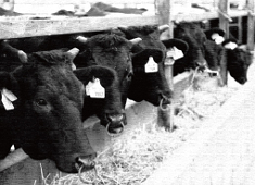 近江牛岡喜グループ（ビーフスタイルオカキ株式会社・株式会社岡喜商店） 求人 自家牧場産の近江牛を提供しています