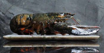 株式会社ジオ 求人