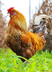 ふくうめ／福嶋株式会社 求人