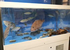 活魚・鮮魚 かさ家 求人 石橋店には大きな生け簀があります。その日仕入れた魚をここから調理し、お客様にお出しします。