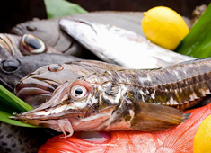 なかの家 求人 職人の確かな目利きで仕入れる海の幸。
魚の扱い方を学びたい方には基礎からしっかりとお教え出来ます！
