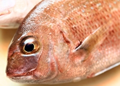 「鮮魚部門」／株式会社 成城石井 求人 鮮魚加工調理の経験ある方優遇します。飲食経験者も大歓迎です。