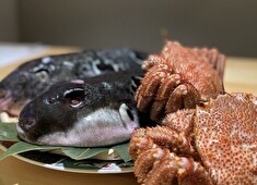 ふぐ利俊（ふぐりしゅん）／株式会社HONKAN 求人 ふぐは勿論、旬を彩る厳選食材をふんだんに扱える好環境！和食・日本料理経験者は思い切り腕を振るえる職場です。
