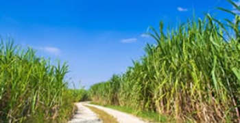 Farm To Me Sugar Factory　※ベーカリー&レストランカフェ開業準備室 求人