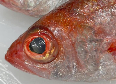 株式会社イキイキ水産/店名未定（新店準備室） 求人 魚屋が母体だからこそ、魚には自信アリ！