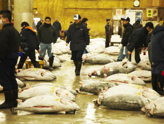 恵フード／又こい家、すし処おかめ、銀座 鮨 紀文、ほか 求人 豊洲市場でトップクラスの仕入れ力！年間1万本のマグロを扱う仲卸企業が経営母体です。