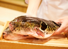 株式会社ザガット(銀座中俣／ふぐ中俣) 求人 当社はとらふぐ専門店も展開しています。ふぐ免許の取得を目指して入社される方もいます。