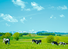 よつ葉ホワイトコージ株式会社 求人 よつ葉乳業100％出資の安定基盤。月8〜12日休や手厚い手当など、大手ならではの安心の待遇であなたを支えます。