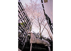 イル カヴァロ／株式会社東京デザインセンター 求人 イル カヴァロという店名は、ビル正面奥にある「馬」の彫刻からきていて、店の背面は裏山の庭園へと続いています♪