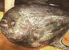 恵比寿 きいもん  求人 こんな魚、見たことありますか？
きいもんなら、珍しい魚もさばけるようになりますよ！