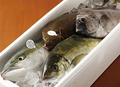 炙りと旬菜 旨い酒 ひで／株式会社アライ 求人 魚は丸の状態から捌き、お造りや焼き物などで提供します。