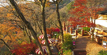 Cafe Terrace 樹ガーデン 求人