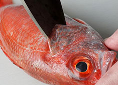 株式会社まるっと／俺の魚を食ってみろ!! 求人 
