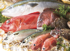 「寿司・和食 魚がし日本一 」「和食 青ゆず寅」「青柚子」／株式会社にっぱん 求人 寿司、和食、洋食業態を46店舗を展開中！外食業界としては珍しく、大田市場・築地市場の水産物セリ権を持つ企業です