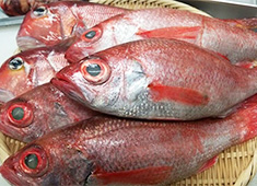 名舌亭（めいたんてい） 求人 豊富な鮮魚を扱っているので、魚のの知識も自然と身に付きます！