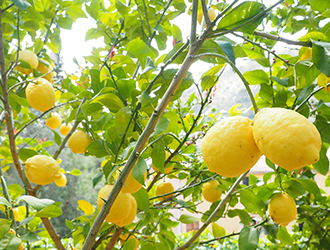 LEMONADE by Lemonica 求人