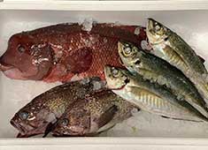 船橋　金魚屋 求人 魚は丸ごと１本で仕入れ、捌いています。