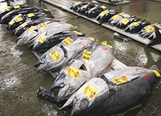 株式会社 フーデックスホールディングス 求人 魚居酒屋業態での魚の仕入れ全般をお任せします。
