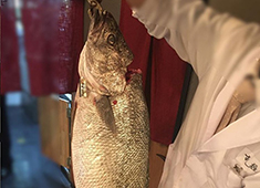 寿司割烹 すし将 求人 一度食べたら忘れられない、食通をもうならせる幻の魚「くえ」