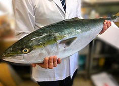 寿司割烹 すし将 求人 豊洲市場はもとより全国各地より、新鮮な地魚を取寄せています