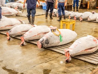 小さな魚がし 野口鮮魚店／築地 大宮商店 求人 豊洲市場でのバイヤーは中々できる経験ではありません！魚のプロになりたい方、大歓迎です！