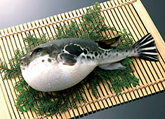 𠮷福（よしふく） 求人 10メートルの巨大水槽から季節の魚やズワイ蟹、伊勢海老、鮑など、新鮮な魚介類をお客様に提供していきます。