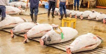 小さな魚河岸 野口鮮魚店、ほか／築地 大宮商店　※新店開業準備室 求人