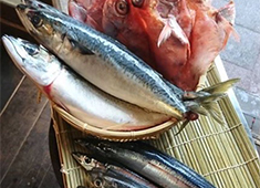「やきとん てるてる」「おさかな てるてる」／合同会社 ブルイエ 求人 最近では、各店で魚メニューにも力を入れています