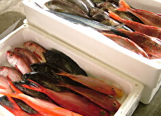 魚とおかず 満津喜商店 求人 確かな鮮魚を扱うので自信と誇りをもって仕事に取り組めます。