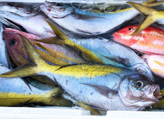 株式会社ゼウスクリエイト 求人 種子島近海で獲れた新鮮な魚介類をはじめ、四季折々の地元の厳選食材が揃います。