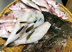 すし処 纏 求人 毎日届く、超新鮮な鮮魚を扱える希少な環境が揃っています！