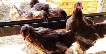 糸島ファ―ムハウス 求人