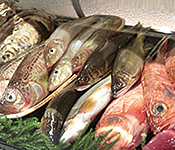 海鮮割烹 魚旨処 しゃりきゅう 求人